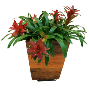 Cachepô de Madeira Demolição Trapezoidal com Planta - 47x47cm